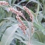 Persicaria senegalensis Flower