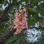 Aesculus indica Blüte