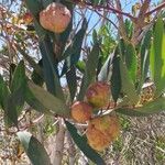 Acacia longifolia Froito