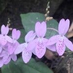 Pseuderanthemum crenulatum ফুল