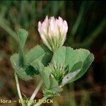 Trifolium michelianum Altres