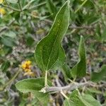 Encelia californica पत्ता