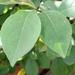 Brunfelsia uniflora Leaf