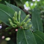 Lonicera acuminata Autre
