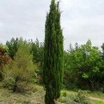 Cupressus sempervirens عادت