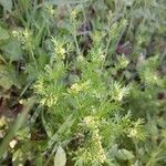 Lepidium didymum Habit