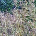 Themeda quadrivalvis Costuma