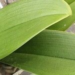 Phalaenopsis amabilis List