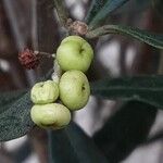 Olea europaea Fruit