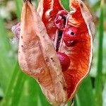 Iris foetidissima Hedelmä