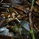 Voyria corymbosa Flor