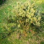Grevillea rosmarinifolia Tervik taim