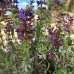 Salvia × auriculata