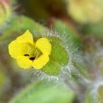 Mimetanthe pilosa Flower