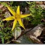 Erythronium rostratum Kukka