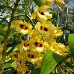 Dendrobium pulchellum Λουλούδι