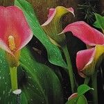 Zantedeschia rehmannii Flower