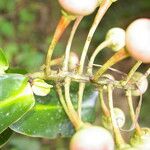 Schwartzia brenesii Fruto