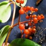 Notopleura epiphytica Fruit