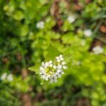 Alliaria petiolata Kvet