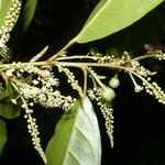 Croton schiedeanus Blüte