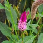 Deeringia spicata Flor
