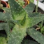 Aloe maculata Leaf