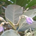 Solanum mauritianum 葉