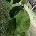 Curatella americana Fuelha