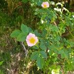 Rosa caninaFlor