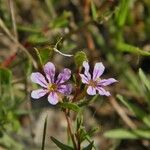 Lythrum flagellare Flor