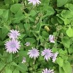 Lactuca macrophylla Fleur