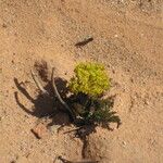 Lomatium latilobum Hábito