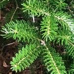 Abies koreana Leaf