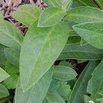 Centaurea montana Leaf