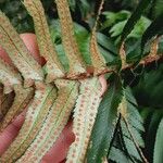 Polystichum munitum Fiore