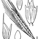 Triticum monococcum Mosusu