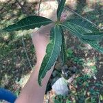 Tabernaemontana persicariifolia Leaf