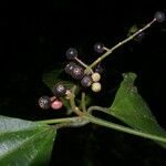 Miconia gracilis Vrucht