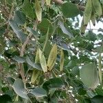 Dalbergia sissoo Fruit