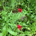 Linum grandiflorum Blatt