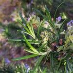 Salvia rosmarinus Blatt