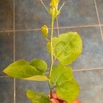 Smilax rotundifolia Leaf