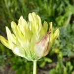 Trifolium fucatum Blodyn