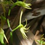 Angraecum calceolus Blüte