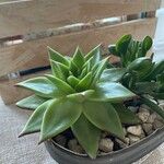 Echeveria agavoides Feuille