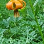 Lilium carniolicum Bloem