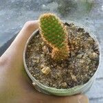 Opuntia microdasys পাতা