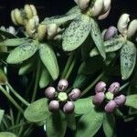 Asclepias amplexicaulis Virág