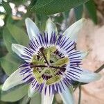 Passiflora caeruleaFlor